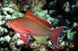 Red Male Lyretail Anthias Fish